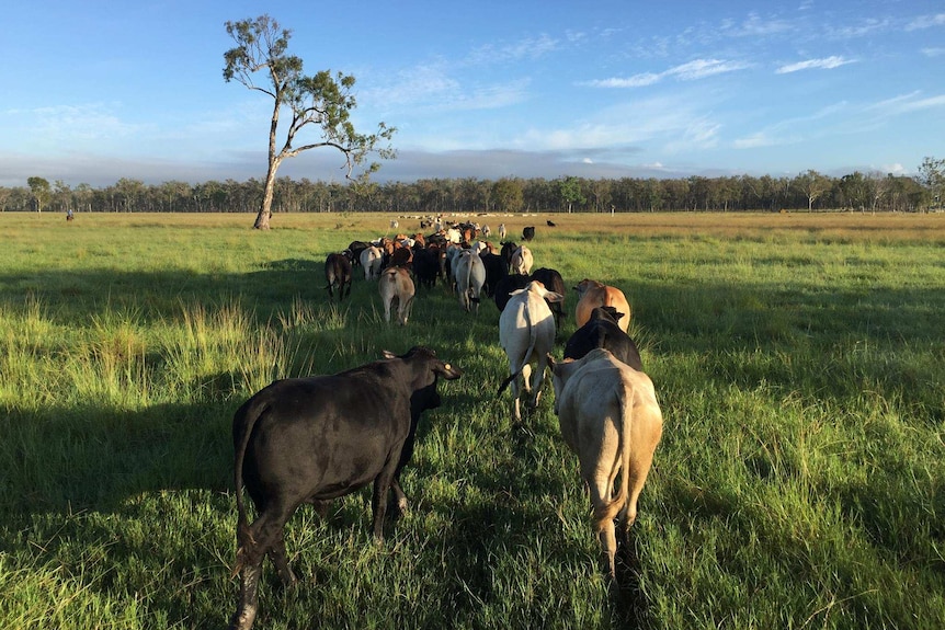 Cattle are walking through a grassy green paddock.