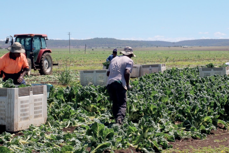 Men from Pacific Islands cutting leafy green vegetables in paddock, Queensland