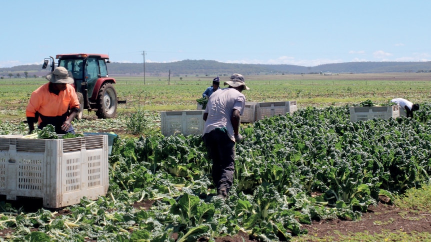 Men from Pacific Islands cutting leafy green vegetables in a paddock in Queensland.