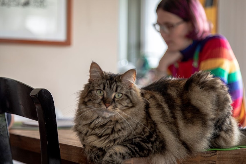 A fluffy brown and grey cat sits on a table. A young woman with pink hair and rainbow-coloured jumper in the background.