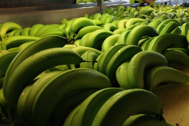 A banana farm employee grades bananas.