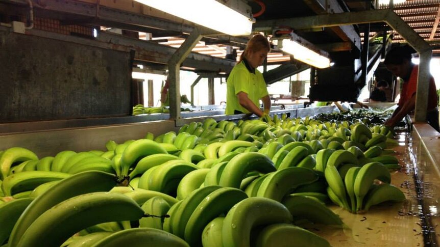 A banana farm employee grades bananas.