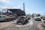 Burnt out cars and buildings in Lahaina. 