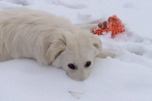 Maremma pup in snow at Hampton NSW