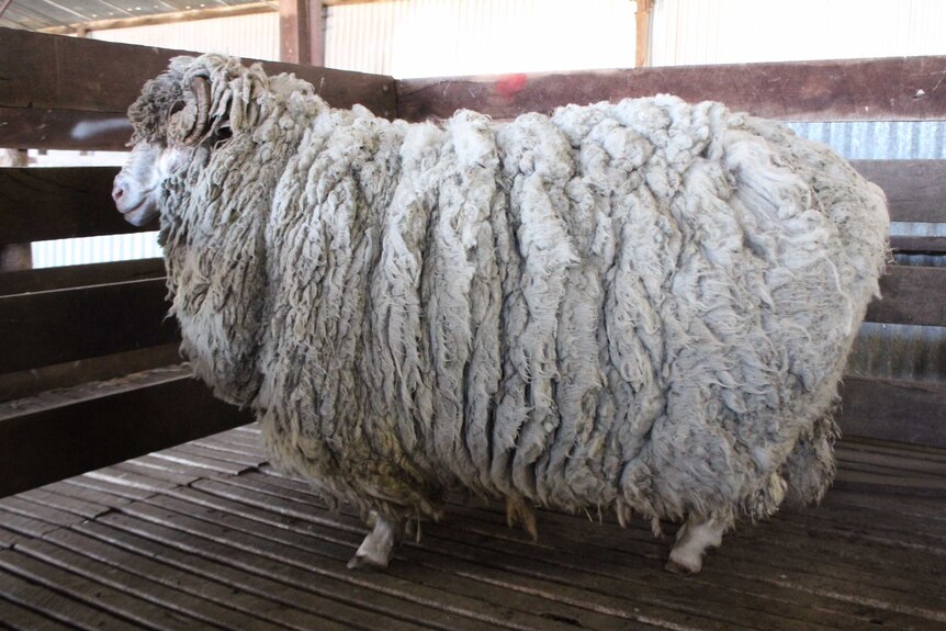 The ram standing in a shearing shed wearing his long, woolly fleece.