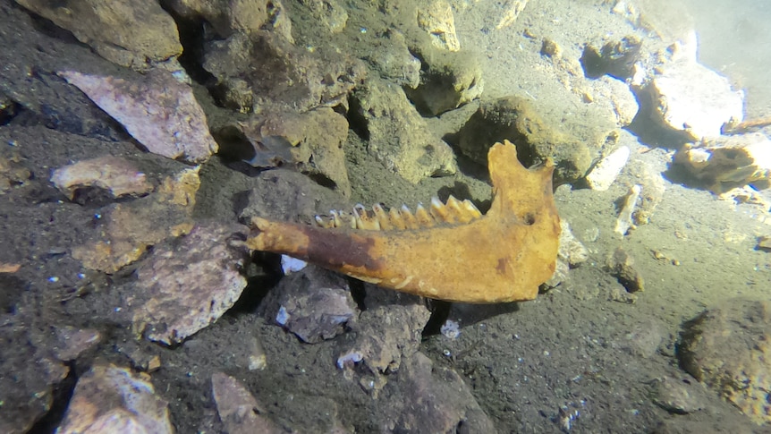 A fossil with teeth showing lies at the bottom of an underwater cave.