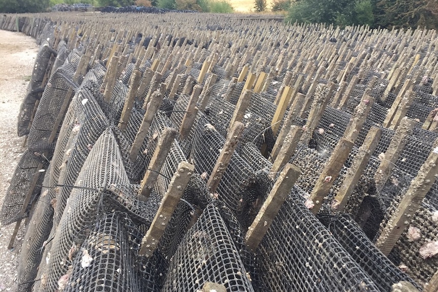 Oyster baskets in southern Tasmania