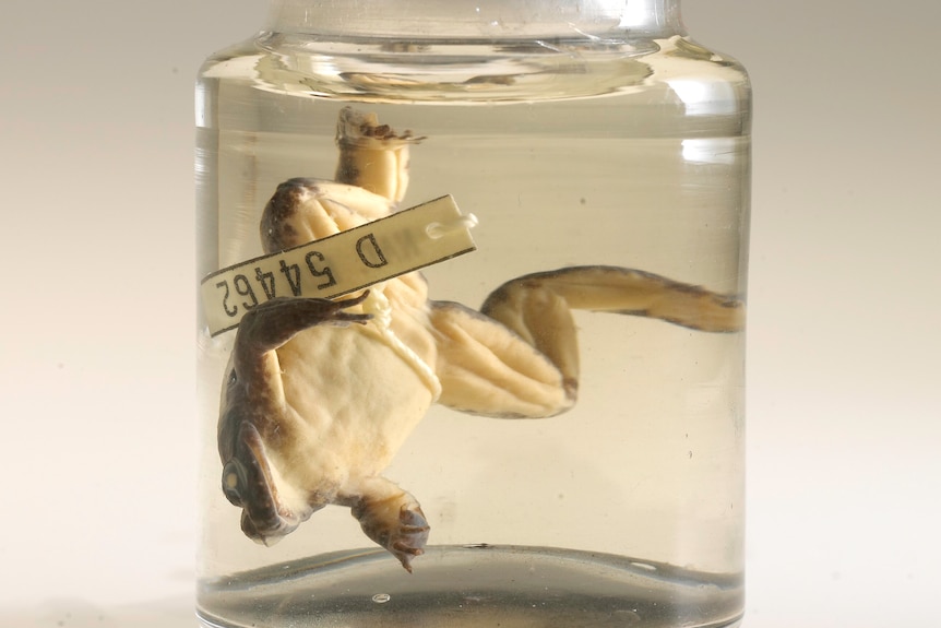 A frog, preserved in a jar, with an identification tag. 