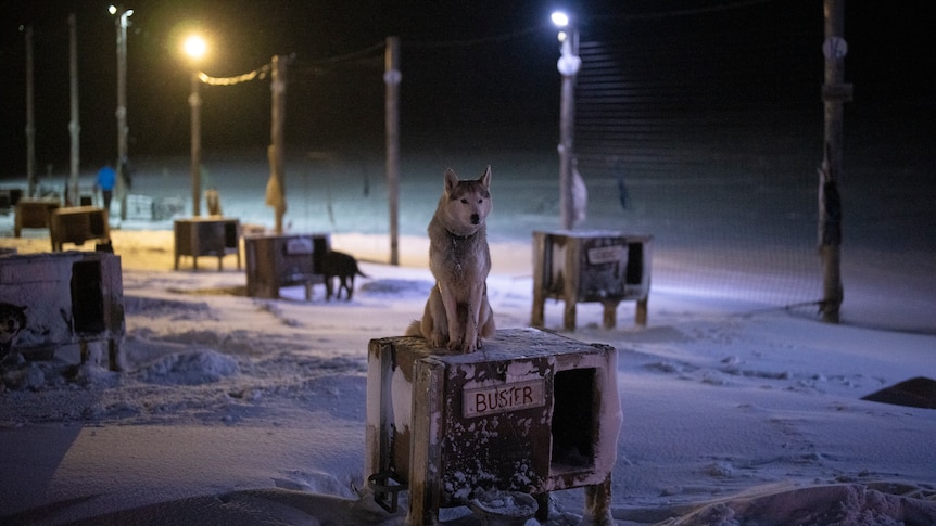 A dog sits on top of its shelter at a dog yard