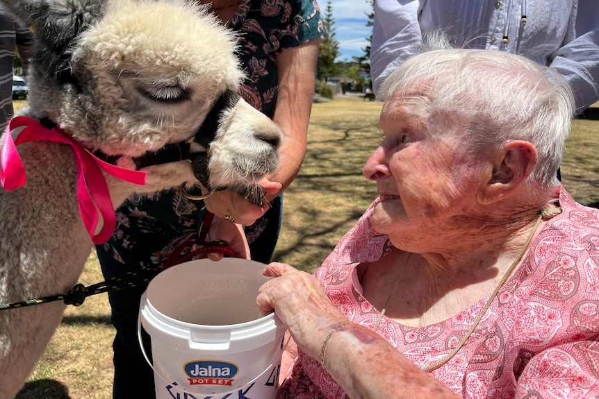 Elma Miller smiles face to face with an alpaca holding a bucket of food
