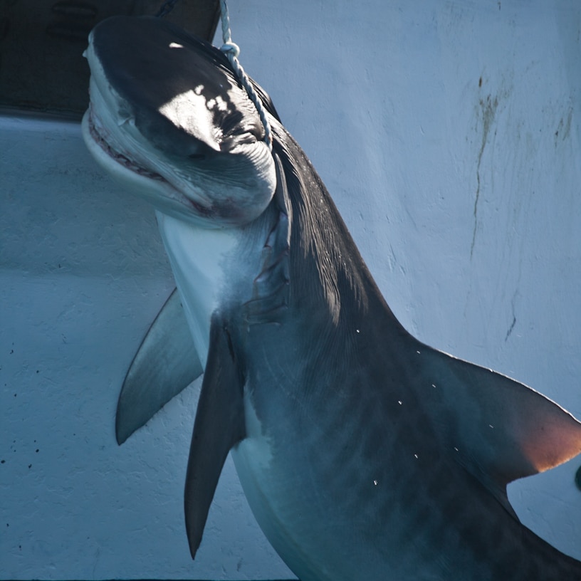 shark cull 2