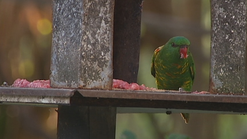 A scaly-breasted lorikeet eats meat from a backyard feeding station