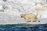 A polar bear walking on ice next to water.