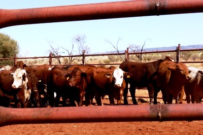 Steers in the yard at the Old Man's Plains research station south of Alice Springs.