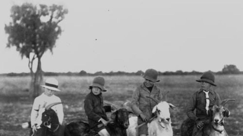 Four boys riding goats at Isisford in outback Queensland ca. 1918