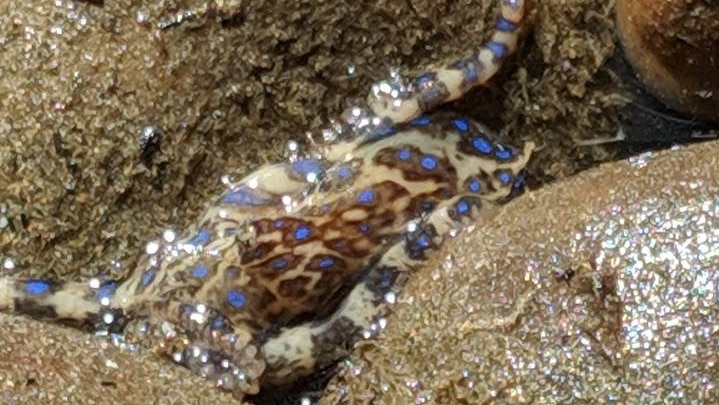 A blue-ringed octopus sighted in Devonport, Tasmania 2019