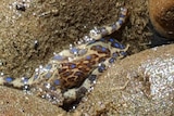 A blue-ringed octopus sighted in Devonport, Tasmania 2019