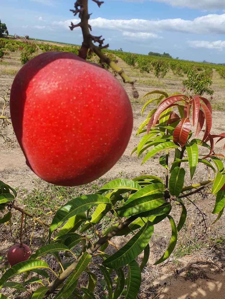 A bright red mango hangs off a tree branch.