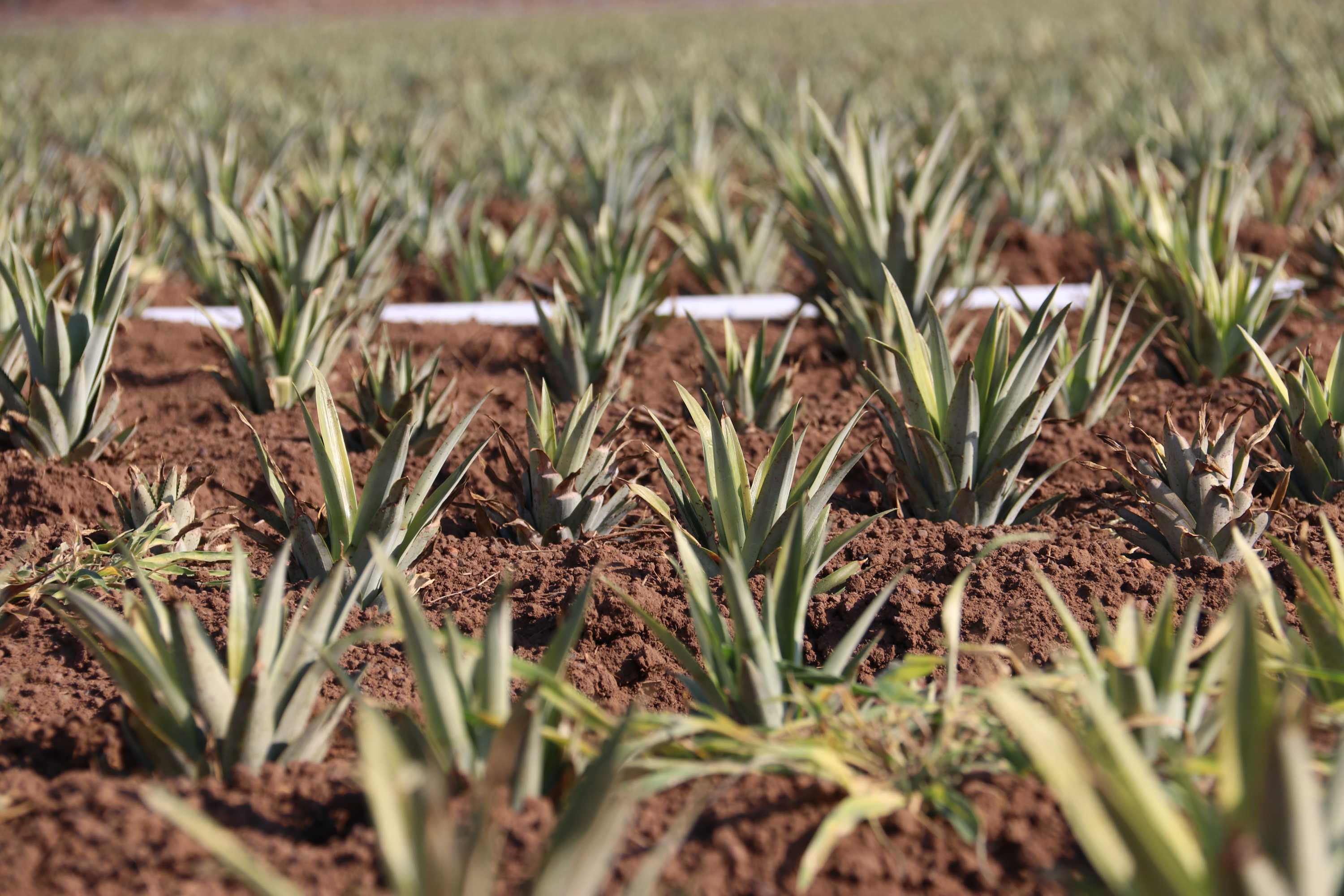 Australia's largest pineapple producer expands its Top End farm with