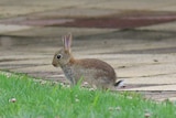Rabbit at ANU