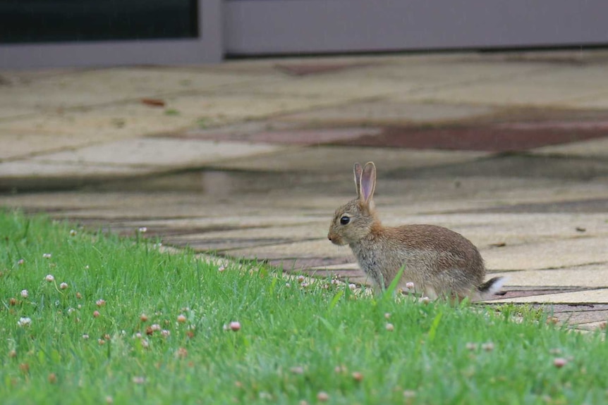 A wild rabbit