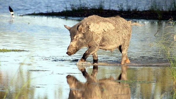 Feral pigs are reliant on water