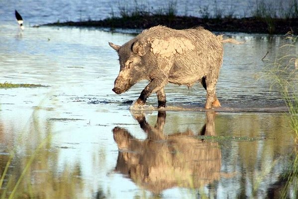 A recent aerial shoot in the Merriwa area saw 860 wild pigs destroyed in four days.