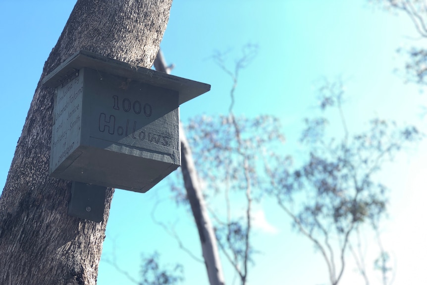 A nest box sits attached up a tree.