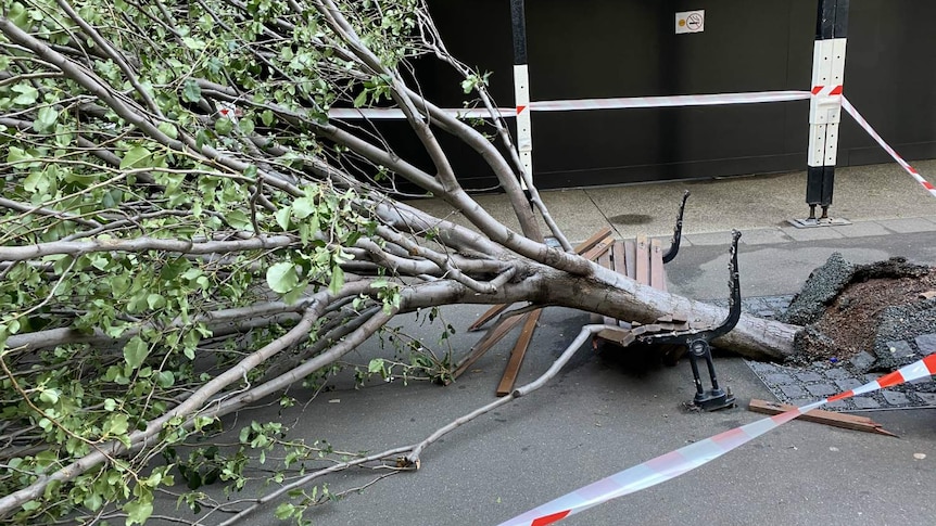 A tree on its side, on top of a bench.