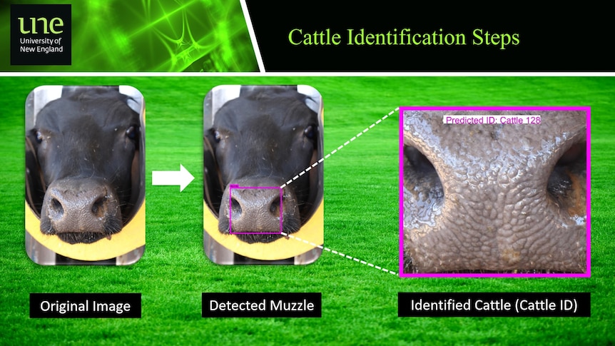 A screenshot of technology being developed used to identify cattle 