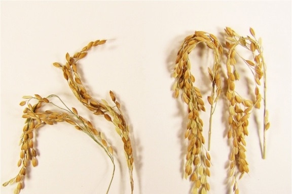 Rice grain stems