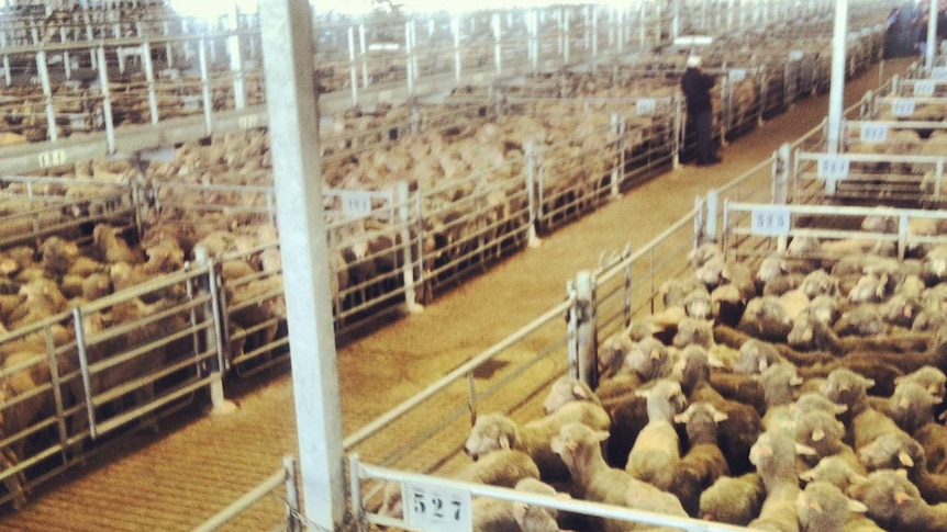 Sheep for sale at Muchea sale yard