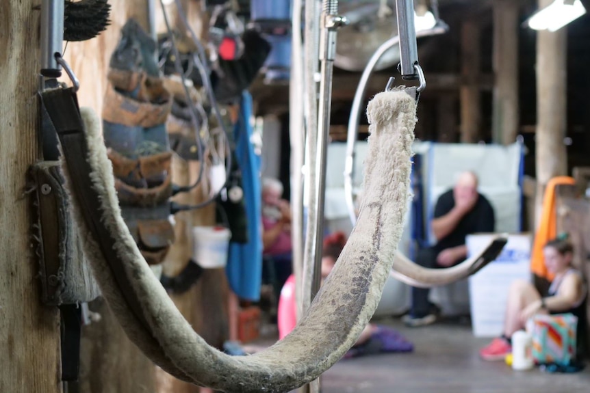 A shearing sling hangs from a wall in a wool shed.