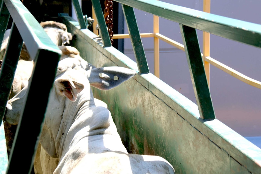 Cattle live export
