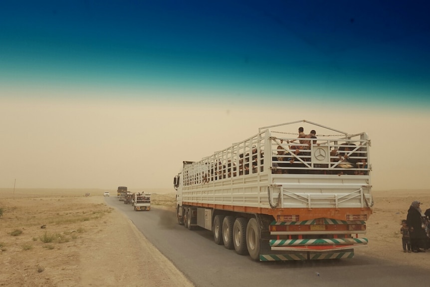 Iraqi civilians are transported on trucks