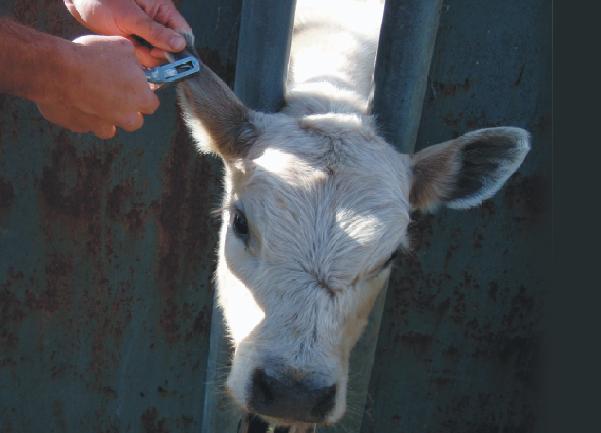 We can get this bugger" simpler test for BVDV - ABC News