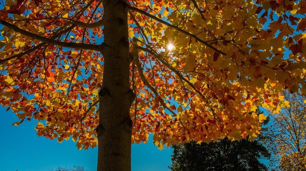 Australia had warmest autumn on record, BoM says ABC News