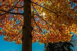 Colourful autumn leaves on tree