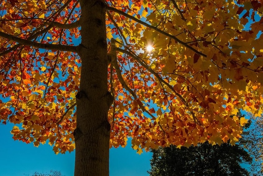 Colourful autumn leaves on tree