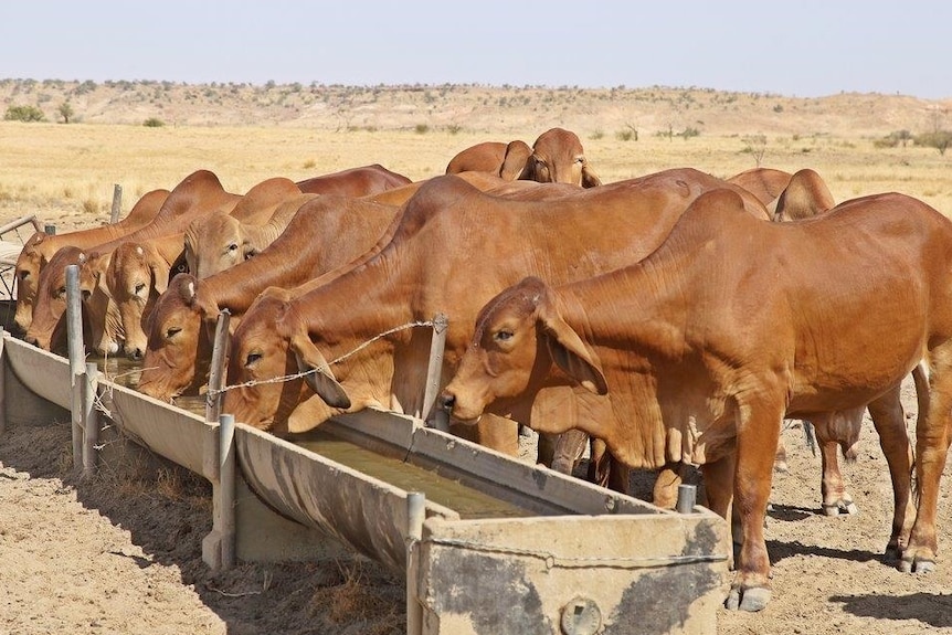 Half a dozen steers drink from a water trough on a cattle property