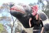 Big Tasmanian Devil at Mole Creek, Tasmania
