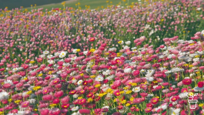 Field filled with pink, light pink and white flowers