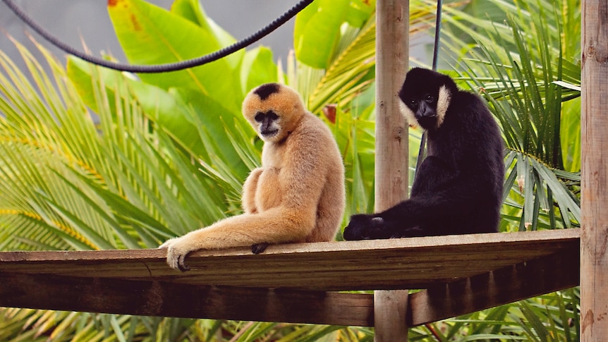 Two gibbons, one blonde, one black and white, sitting on platform