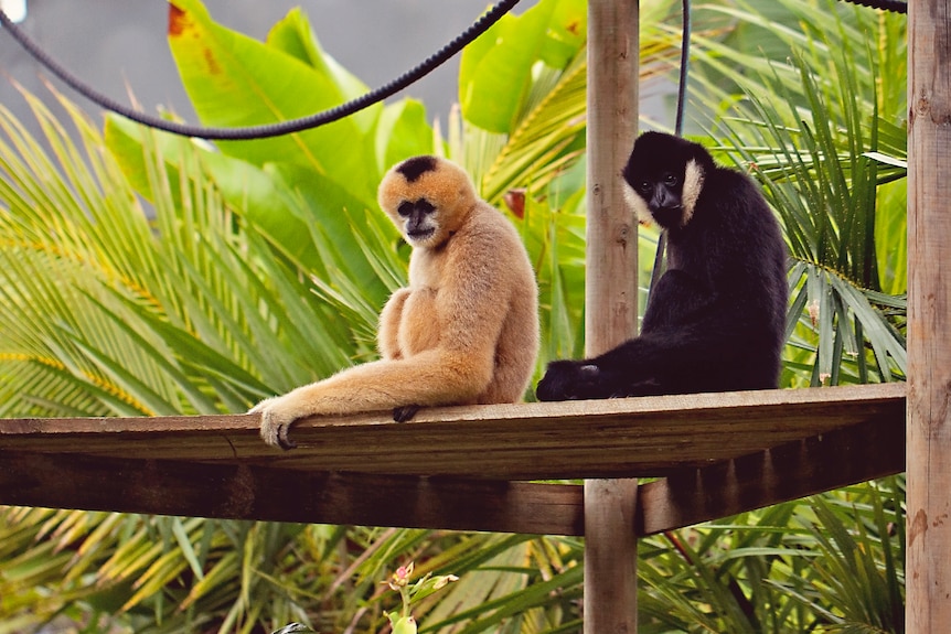 Two gibbons, one blonde, one black and white, sitting on platform