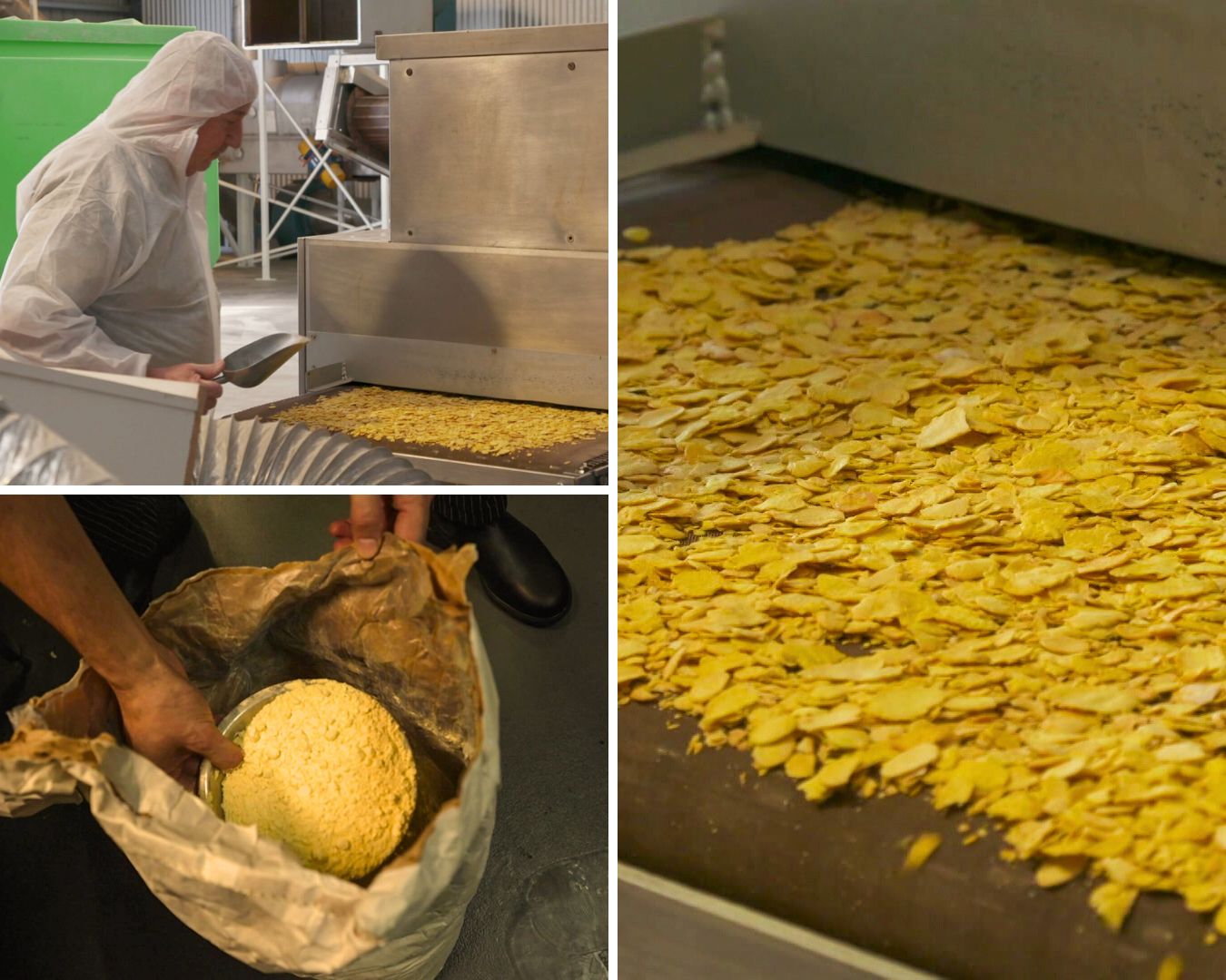 A collage of three photos showing lupins being processed into flakes and also flour.
