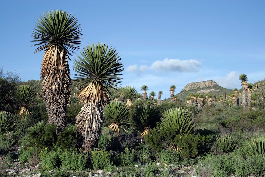 A range of spikey-leaved plants growing in wild, rocky mountaintop in background.