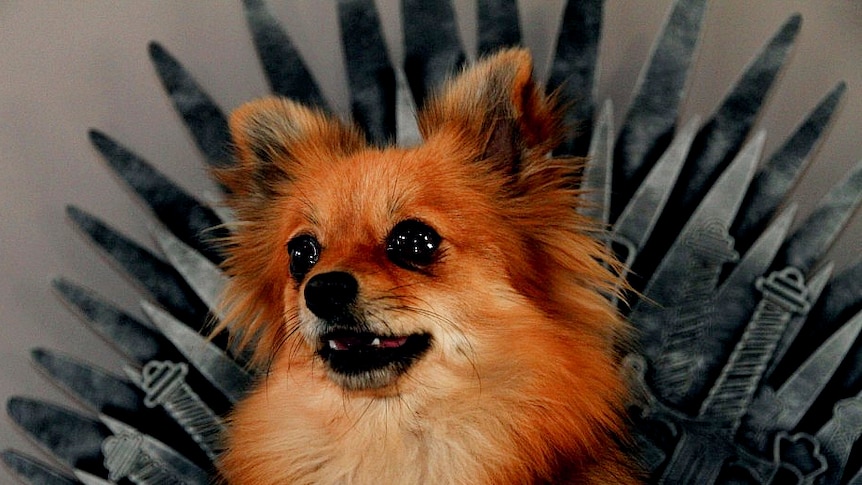 Pomeranian 'Pika' sitting on her iron throne-themed dog bed
