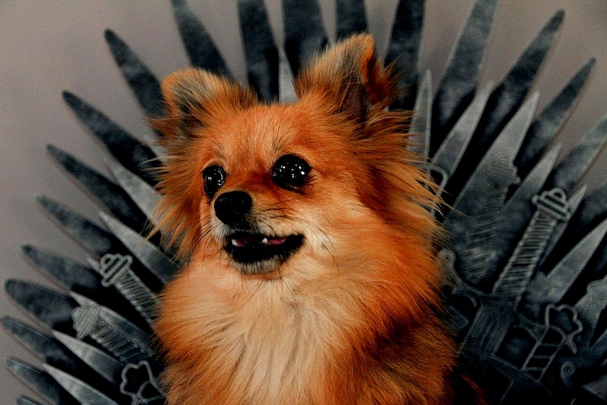 Pomeranian 'Pika' sitting on her iron throne-themed dog bed.