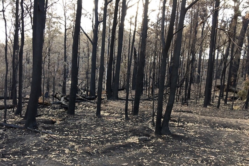 burnt trees