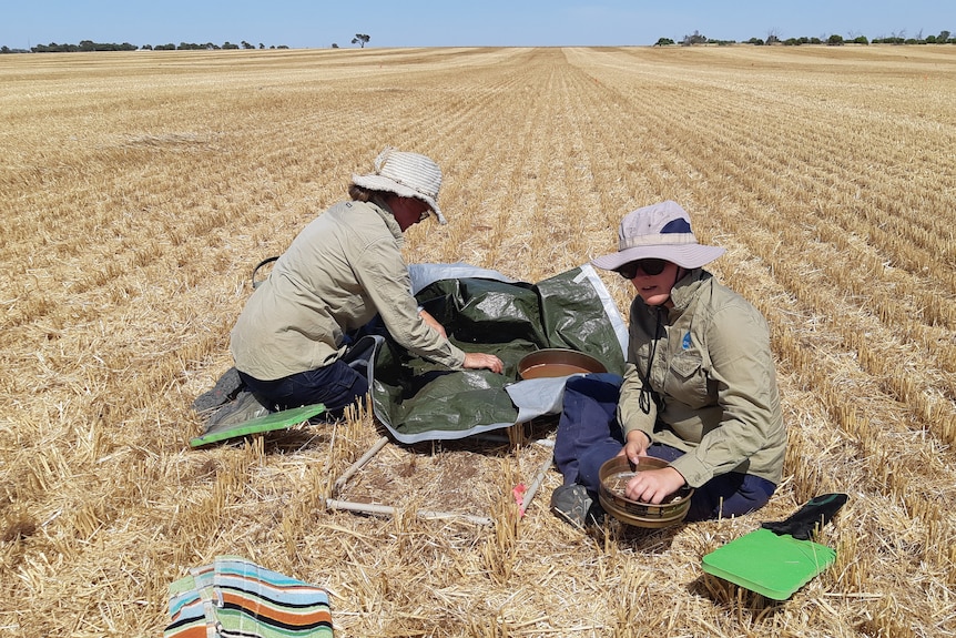 Two women sit in a paddock with harvested crop and examine bowls, one of which is placed on a tarp.